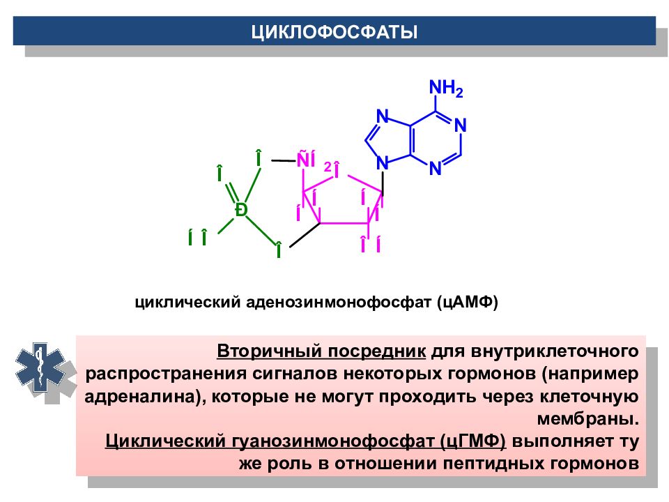 Липиды нуклеотиды. Функция ЦАМФ биохимия. Аденозинмонофосфат гуанозинмонофосфат. Структура ЦАМФ. ЦАМФ формула.