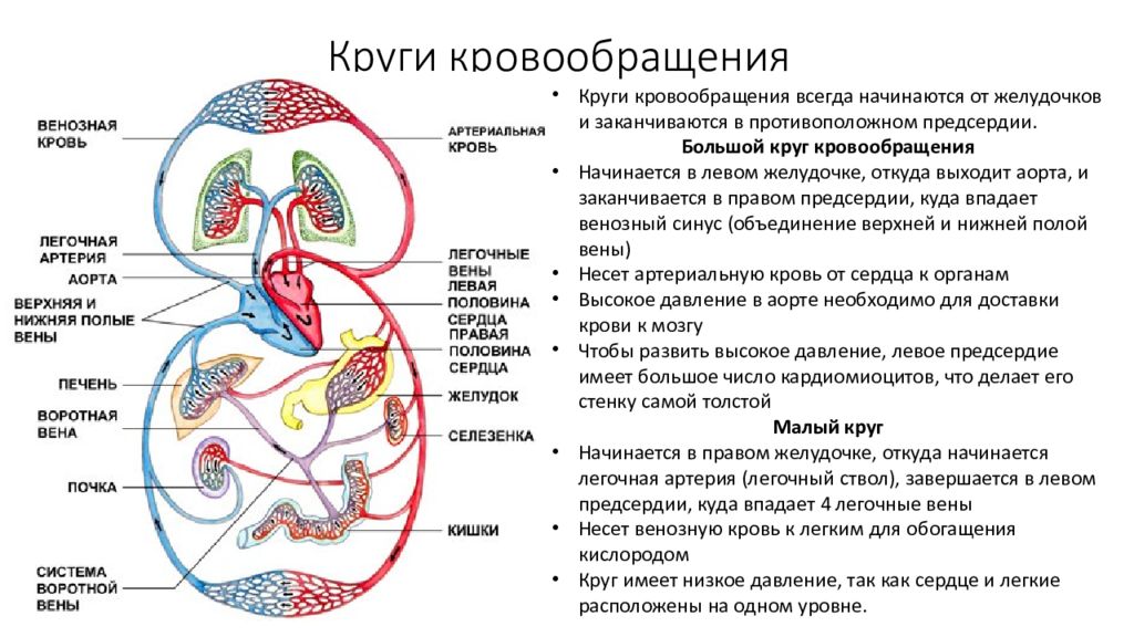 Сердечно сосудистая система презентация. Сердечно сосудистая система круги кровообращения. Круги кровообращения млекопитающих схема. Давление в большом круге кровообращения. Интеллект-карта по теме круги кровообращения.