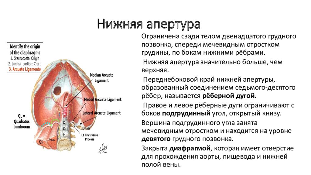 Синдром верхней апертуры грудной клетки