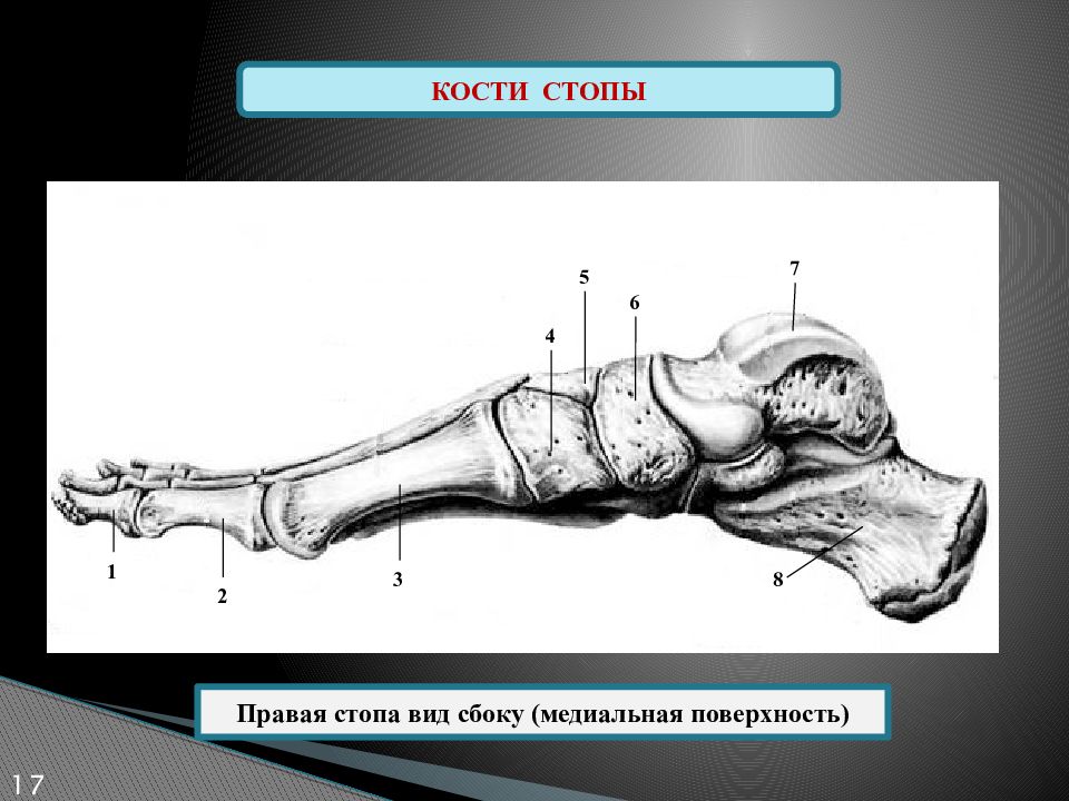 Кости стопы. Кости стопы вид сбоку анатомия. Нога кости вид сбоку. Стопа вид сбоку кость. Кости нижних конечностей стопа.