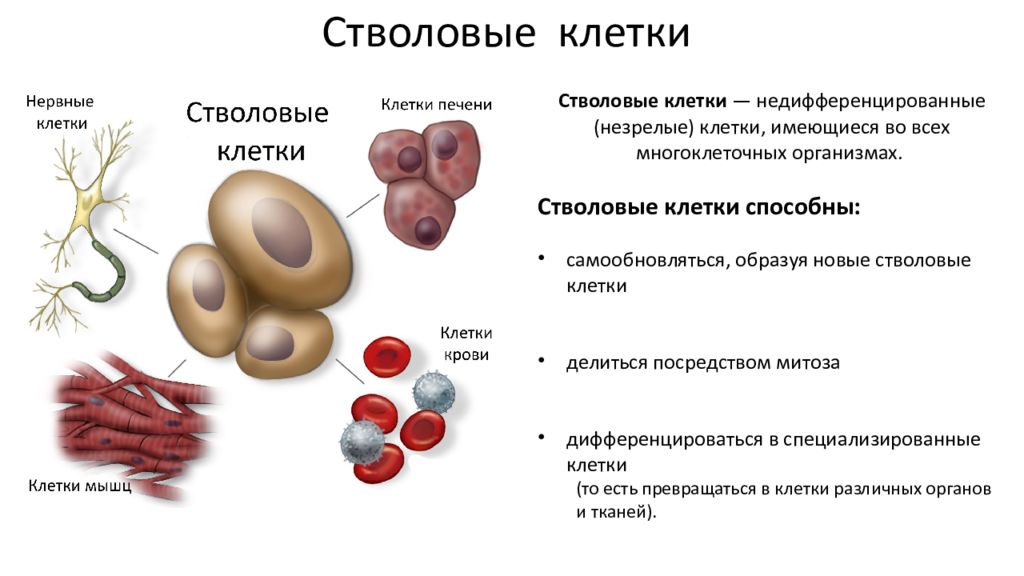 Что такое стволовые клетки простыми. Стволовые клетки анатомия. Стволовые клетки это простыми словами. Роль стволовых клеток. Функция стволовых клеток в организме.