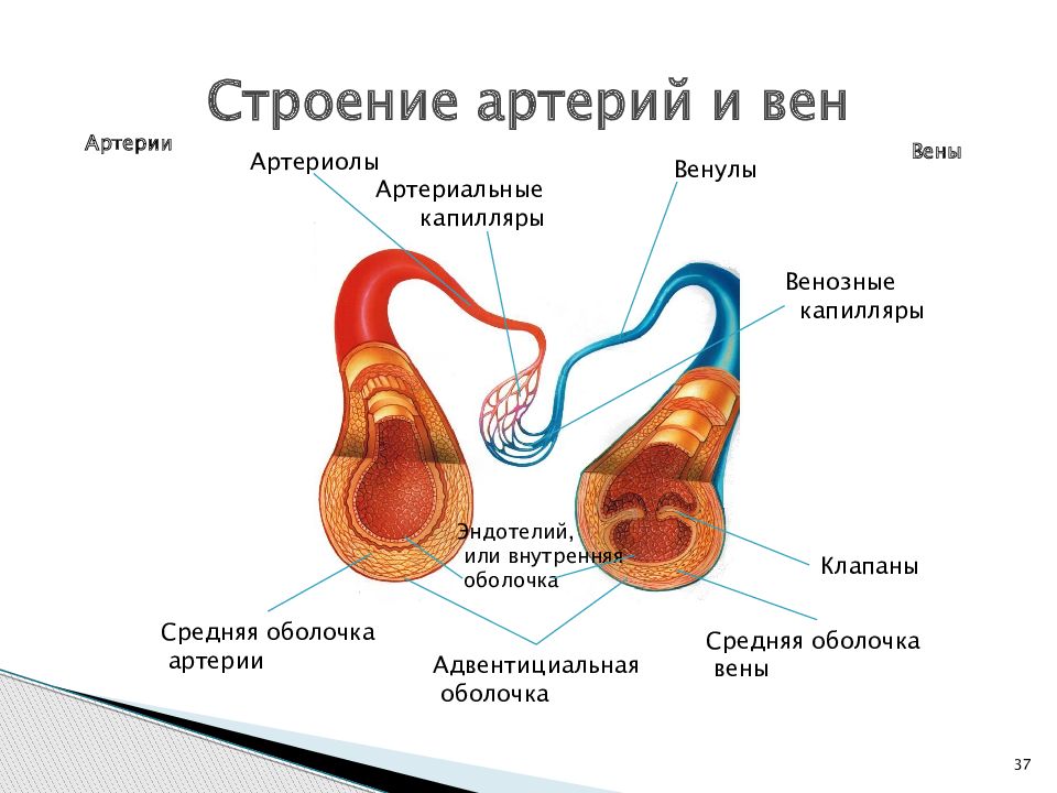 Строение артерии. Строение вены человека анатомия и физиология. Наличие клапанов в артериях и венах и капиллярах.