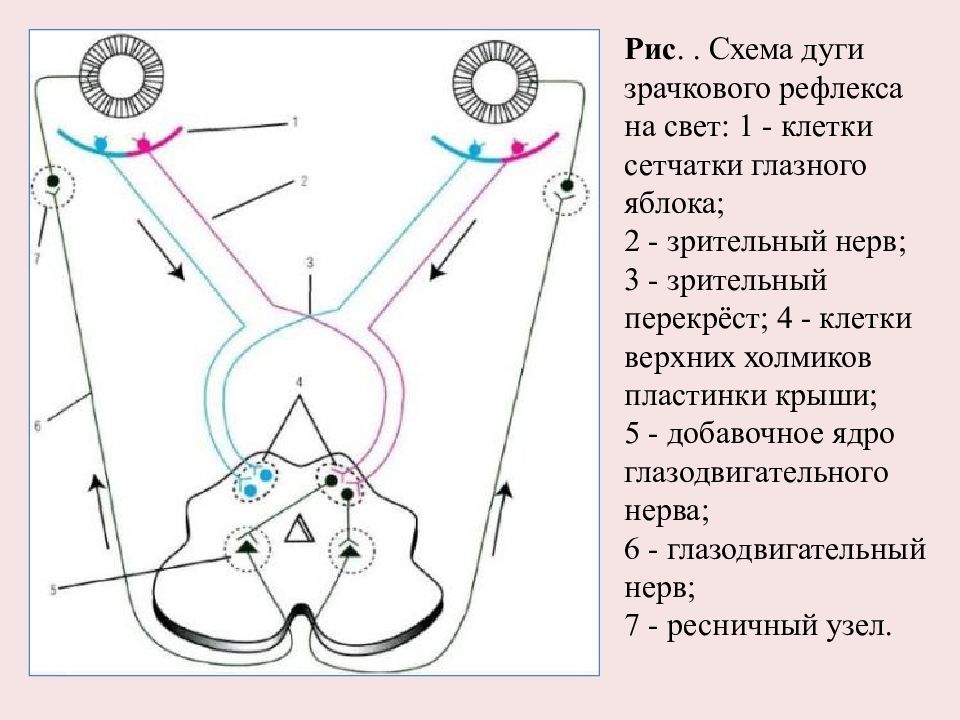 Зрачковый рефлекс схема физиология