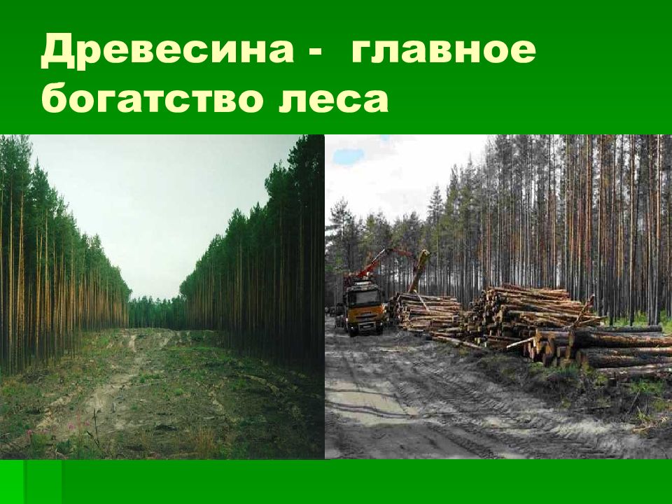 Древесина главное богатство этой зоны. Богатство древесина. Древесные ресурсы России. Главное богатство этой зоны древесина. Доклад на тему Лесное хозяйство.