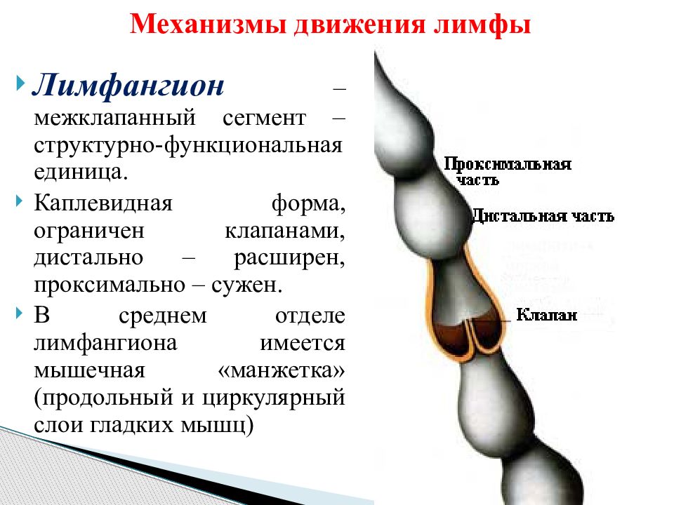 Механизм движения. Лимфангион строение анатомия. Мышечная манжетка лимфангион. Механизмы движения лимфы. Механизм образования и движения лимфы.