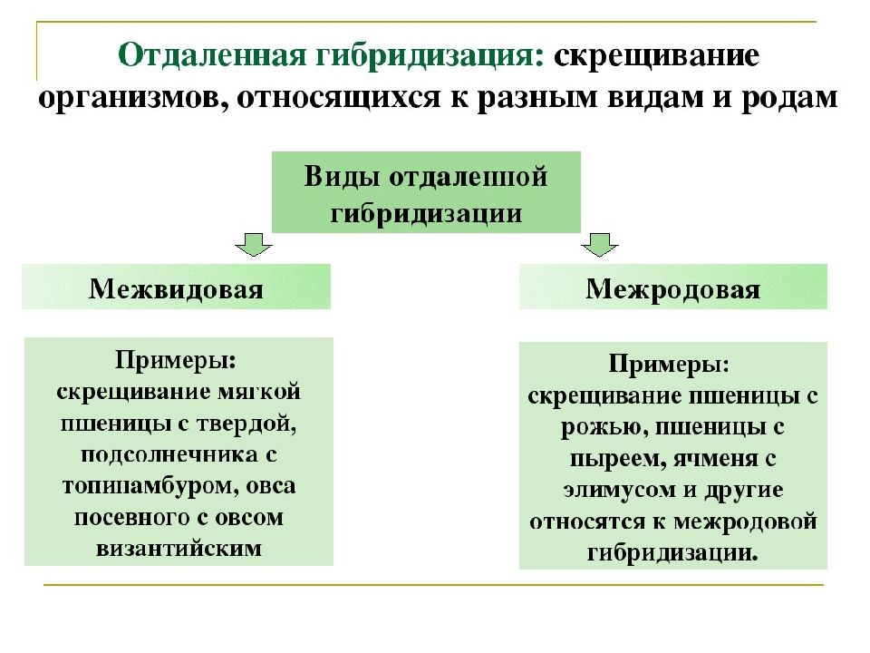 Презентация по биологии отдаленная гибридизация