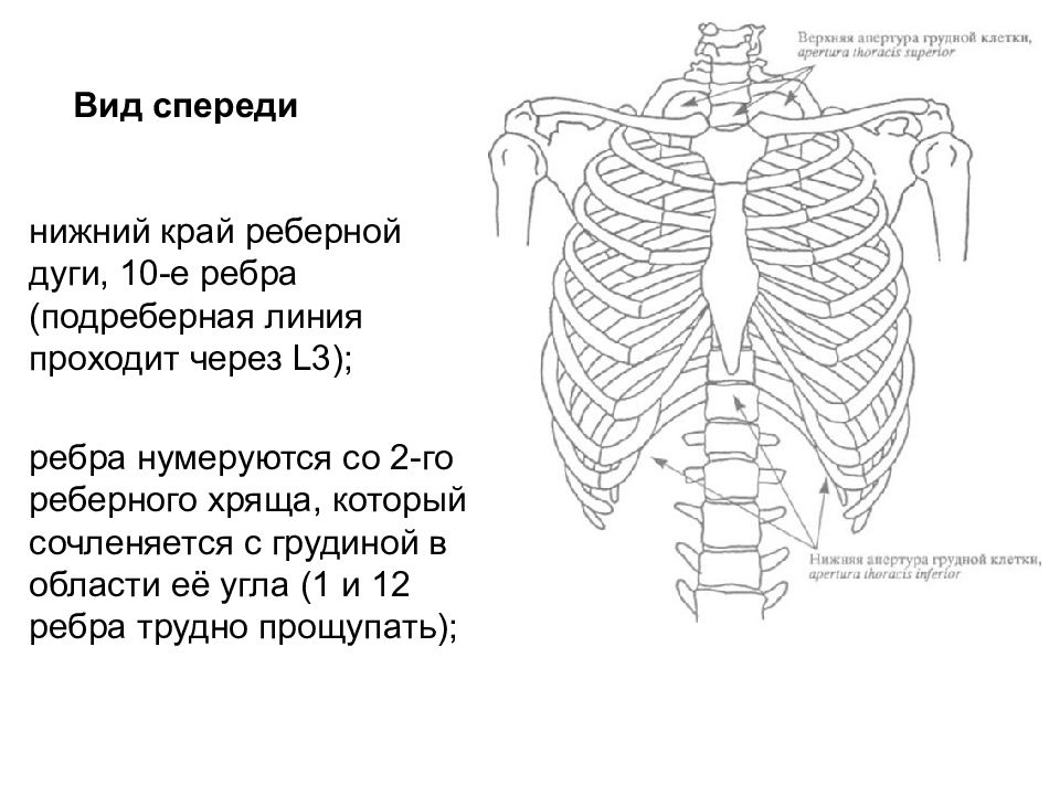 Схематическое изображение грудной клетки вид сбоку