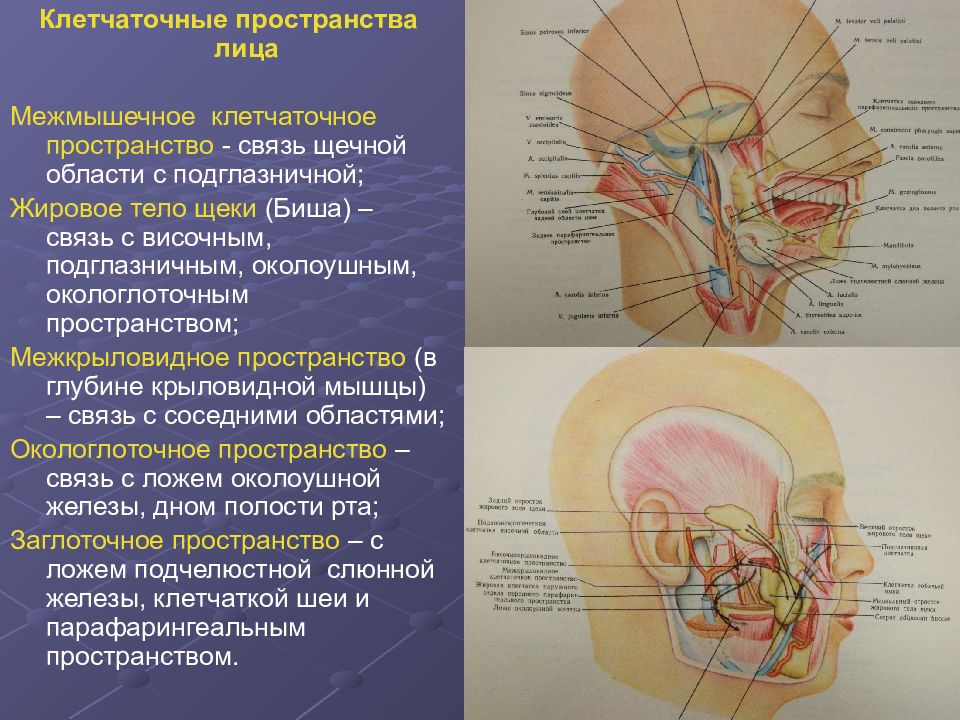 Топографическая анатомия головы презентация