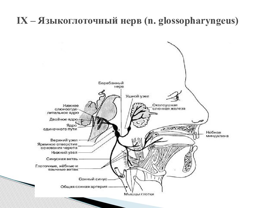 9 черепной нерв. Ветви языкоглоточного нерва анатомия. 9 Пара языкоглоточный нерв. 9 Пара черепных нервов схема. Языкоглоточный нерв расположение ядер.