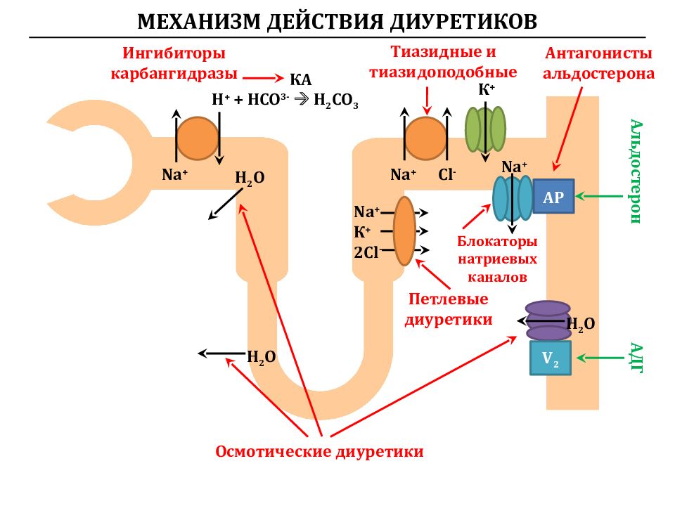 Точки приложения диуретиков схема