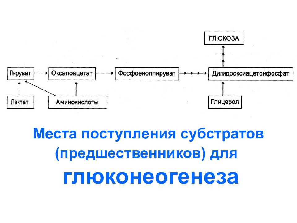 УГЛЕВОДЫ: функции и обмен Места поступления субстратов (предшественников) для глюконеогенеза