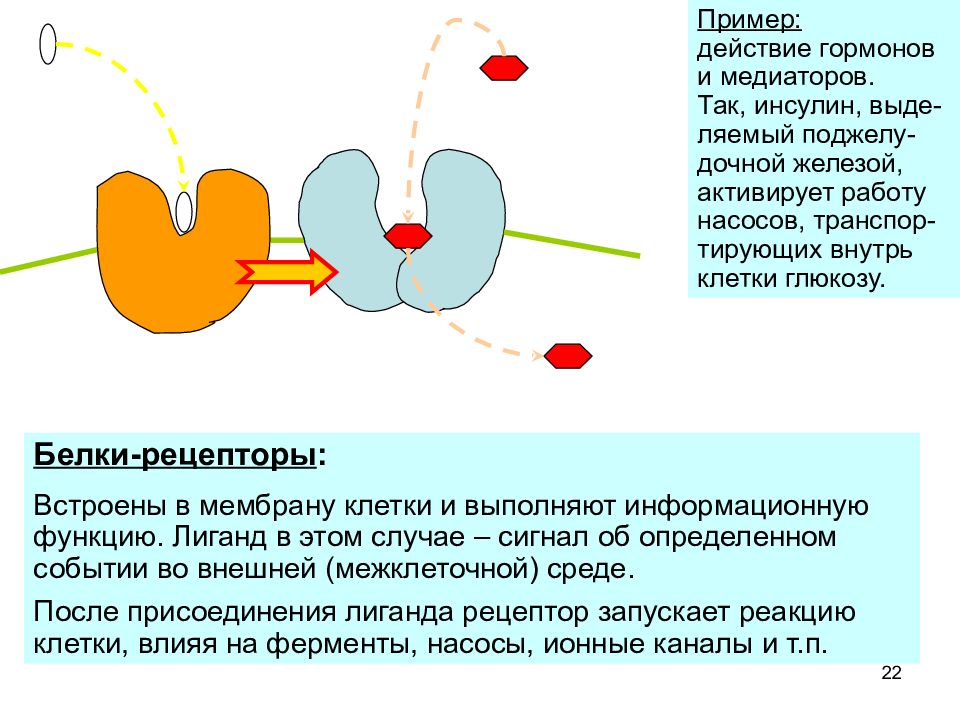 Действие гормонов. Рецепторные белки мембраны. Лиганд белка рецептора. Функцию рецепторов в мембране клетки выполняют. Белки рецепторы примеры.