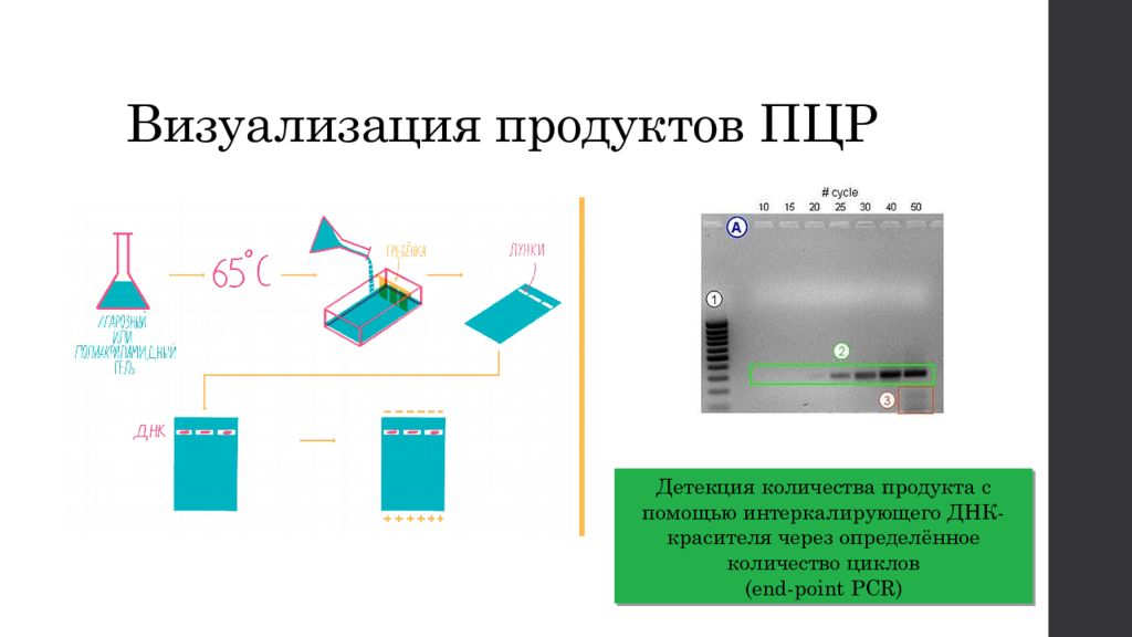 Детекция что это. Детекция результатов ПЦР. Детекция продуктов амплификации в ПЦР. ПЦР схема. Визуализация продуктов ПЦР.