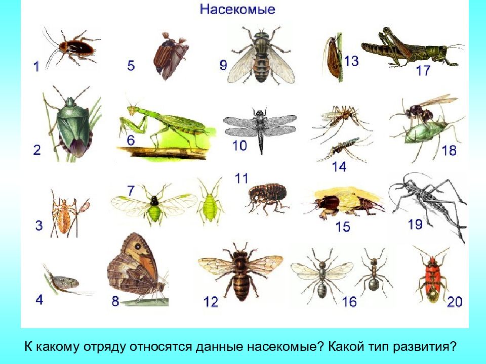 Проанализируйте диаграмму количество насекомых разных отрядов на пяти площадках