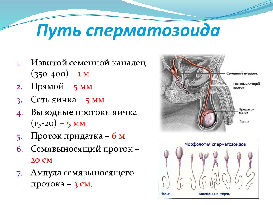 Презентация половая система анатомия