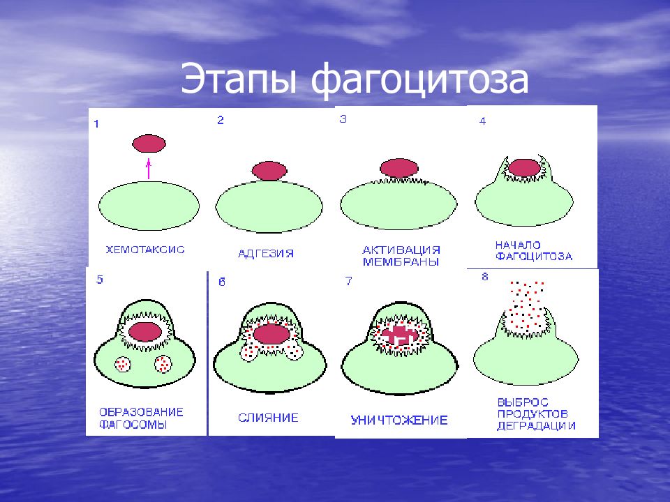 Процесс фагоцитоза рисунок. Процесс фагоцитоза схема. Этапы хемотаксиса и фагоцитоза. Стадии фагоцитоза иммунология схема. Этапы фагоцитоза иммунология таблица.