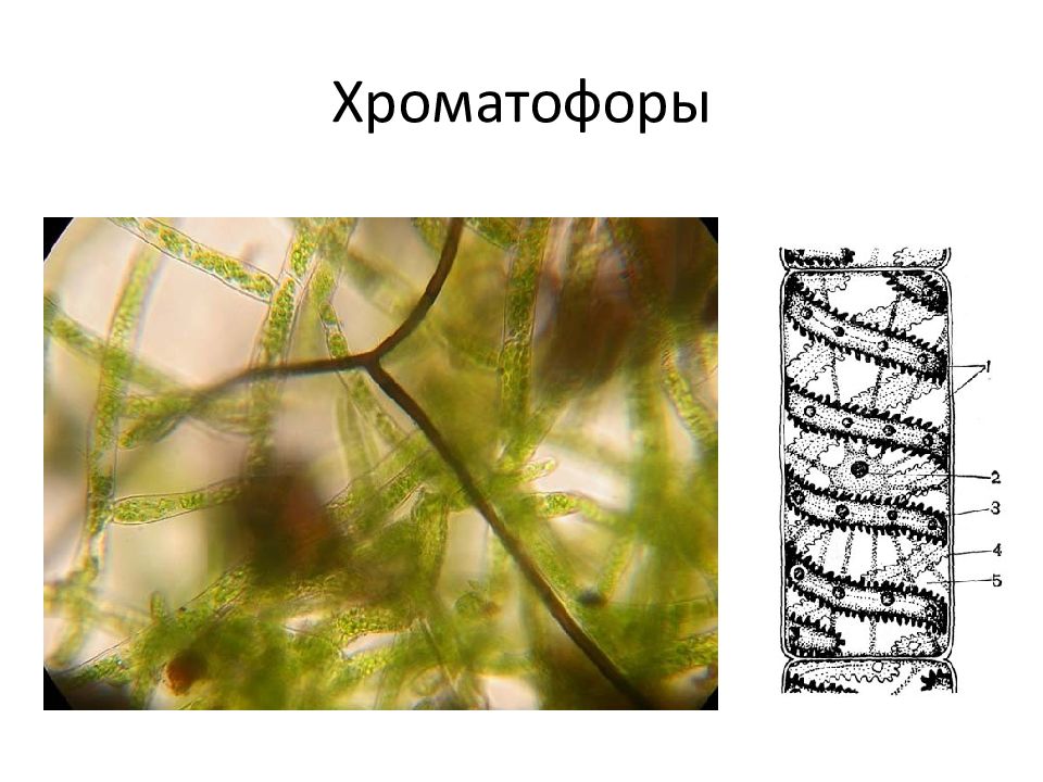 Хроматофор. Строение хроматофора у водорослей. Цианобактерии хроматофор. Что такое хроматофоры водорослей 5 класс. Формы хроматофора у водорослей.