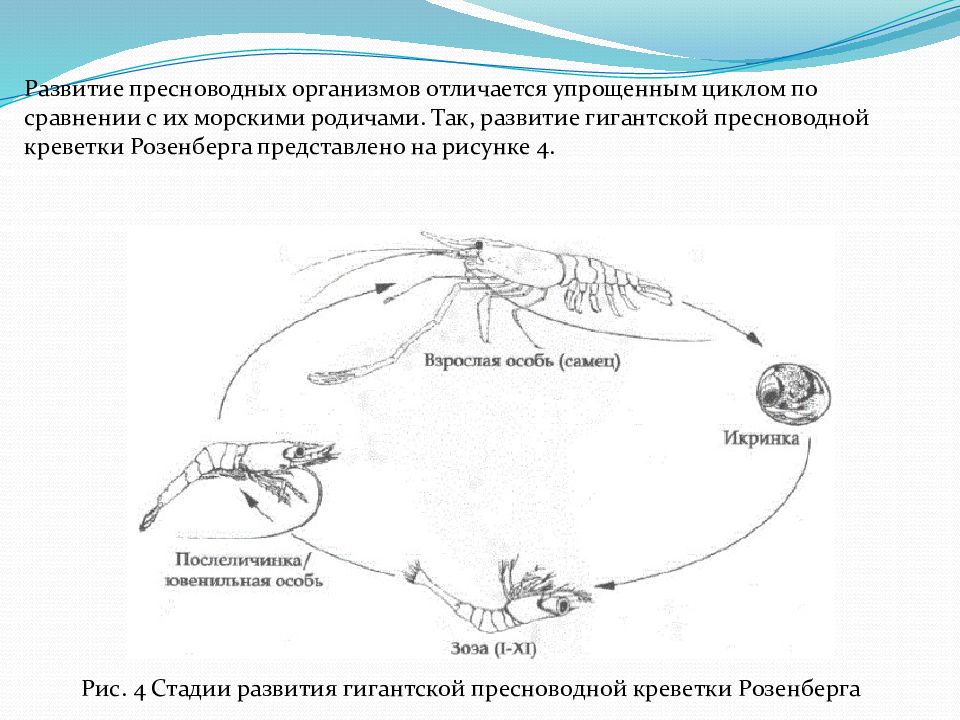 Развитие речного рака