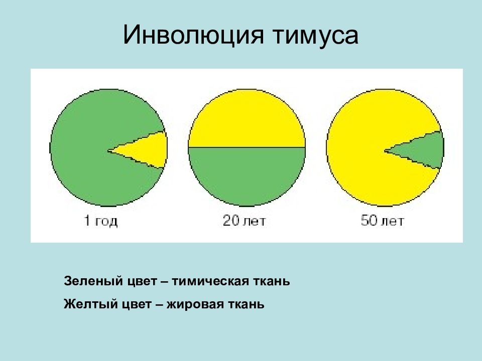 Инволюция это. Инволюция тимуса. Инволюция вилочковой железы начинается. Физиологическая инволюция тимуса начинается:. Инволюция тимуса у взрослых это.