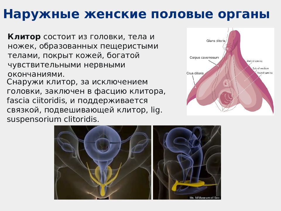 Строение клитора картинка