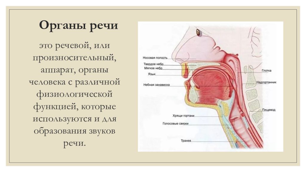 Анатомия органов речи. Органы речи. Органы речи (произносительный аппарат).. Речевой аппарат речи органы речи. Заболевания органов речи.