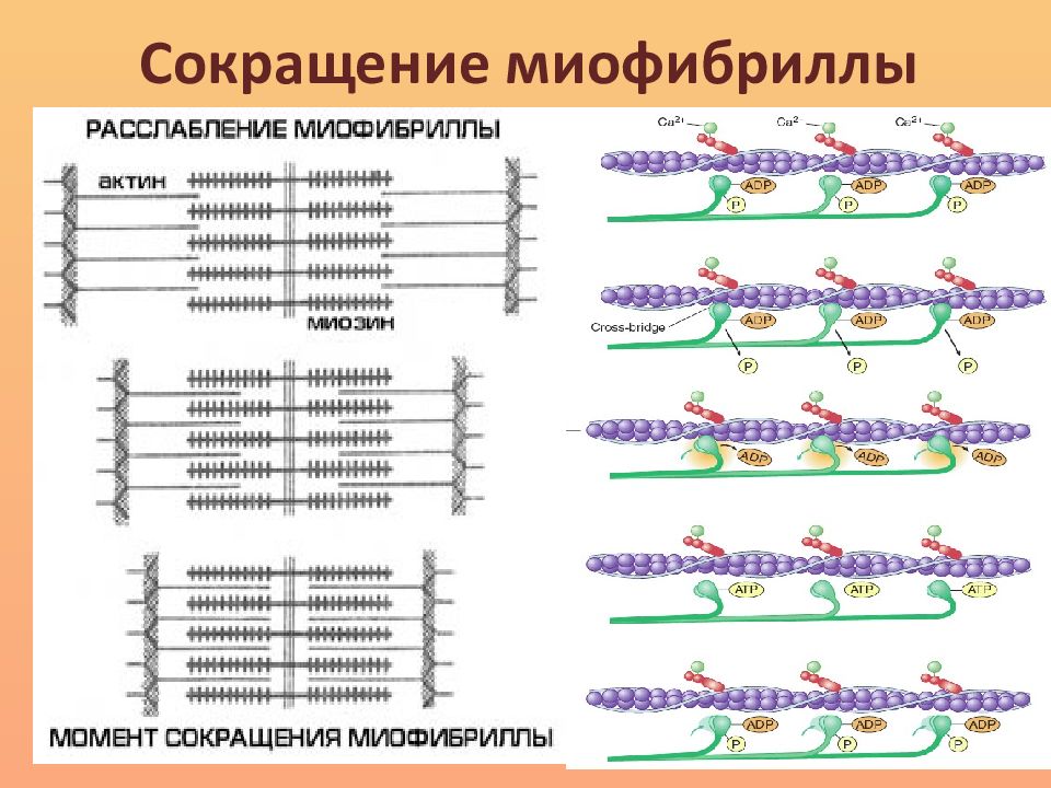Схема сокращения. Схема сокращения мышечного волокна. Механизм сокращения миофибрилл гистология. Сокращение миофибриллы физиология. Сокращение митфибрилла.