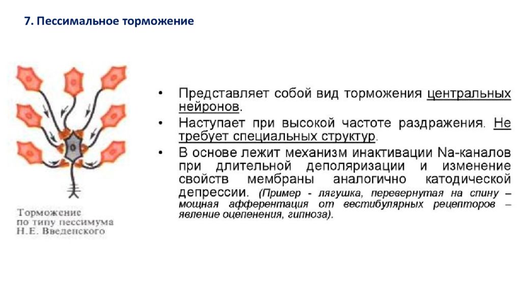 Механизм развития торможения. Пессимальное торможение физиология. Пессимальное торможение в ЦНС. Пессимальное торможение механизм. Пессимальное торможение Введенского.