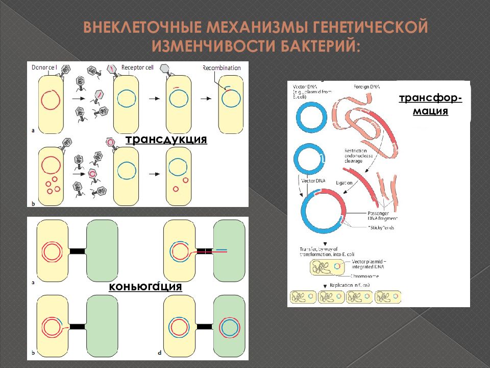 Генетика бактерий презентация