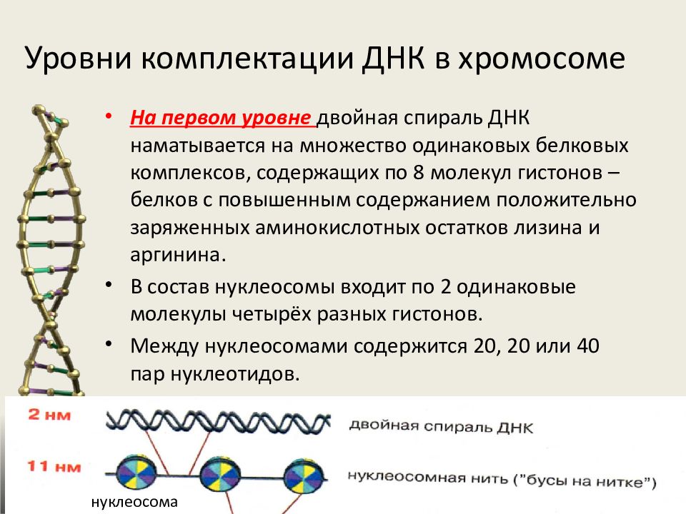 Исследование днк человека надежды и опасения презентация