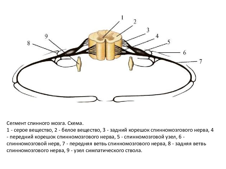 Спинномозговые нервы картинка