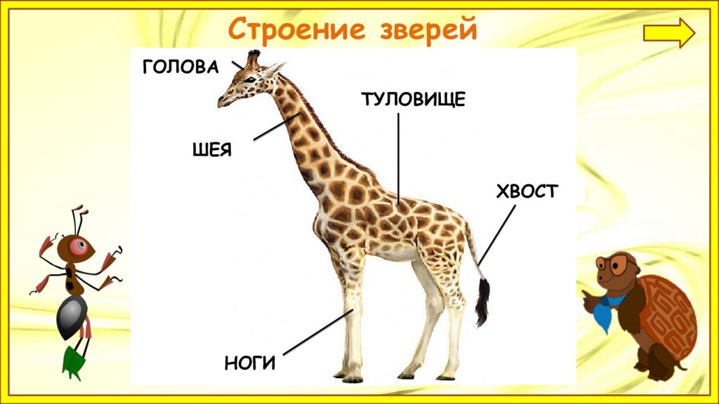 Укажи зверей. Строение животного. Строение зверей. Строение тела жирафа. Строение животного 1 класс.