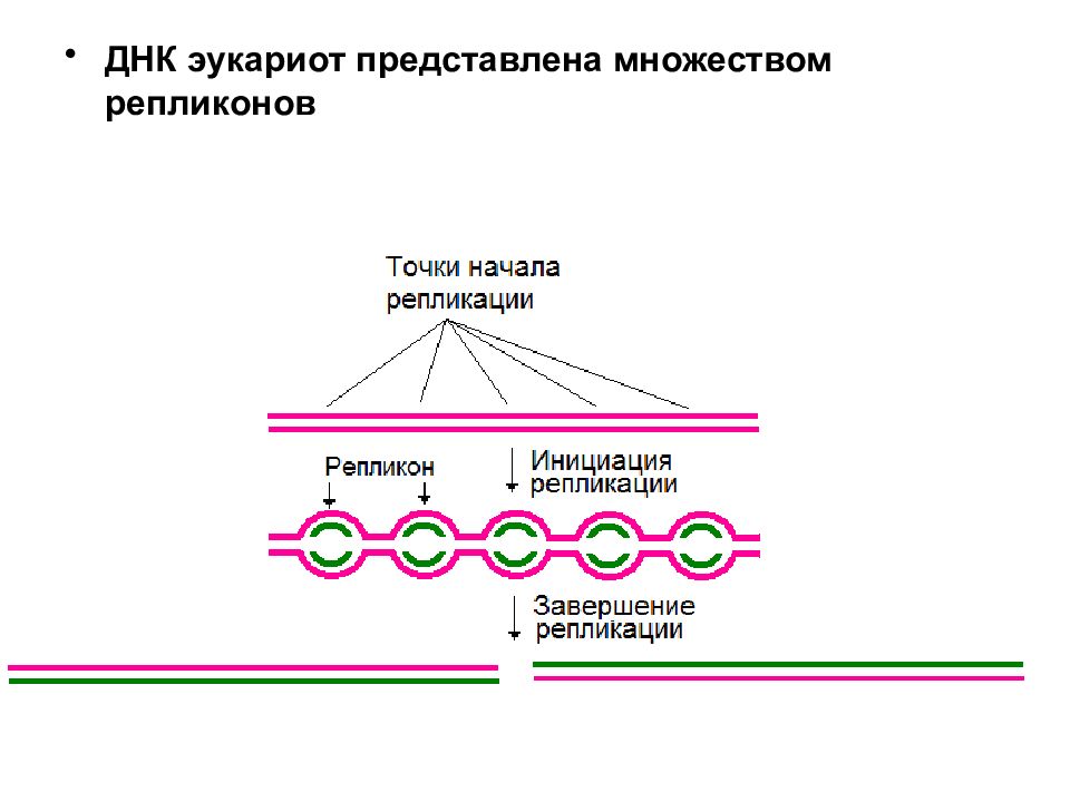 Днк эукариот. Репликоны эукариот. Точки начала репликации ДНК У эукариот. Репликативная репарация. Репликон репликация.