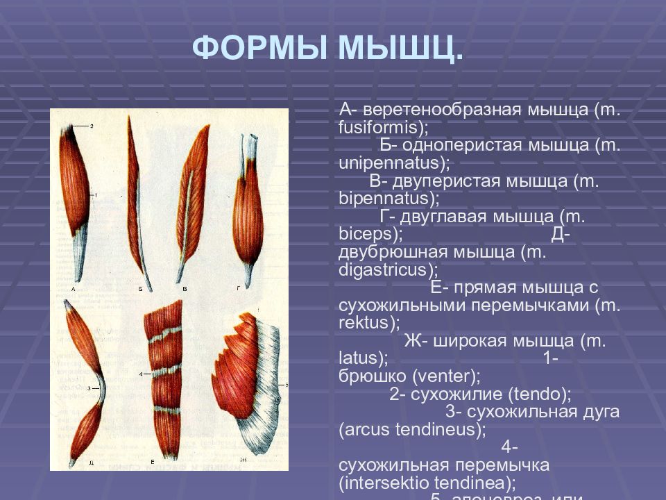 Формы мышц. Различные формы мышц. Мышцы веретенообразной формы. Веретенообразная мышца.