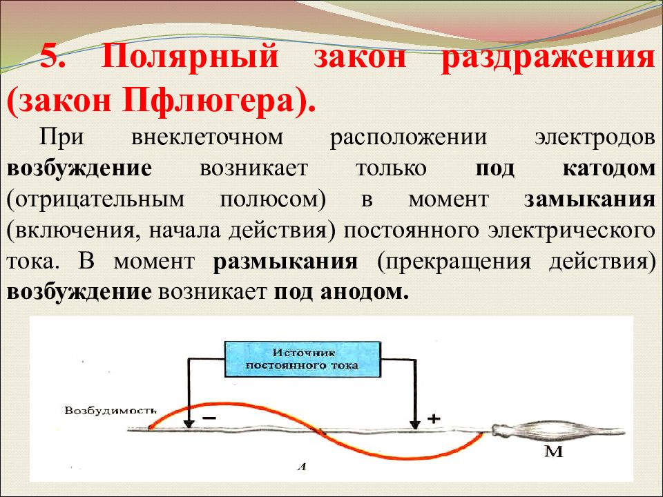 Действие постоянного тока. Полярный закон раздражения (закон Пфлюгера). Полярный закон раздражения. Закон полярного действия. Полярный закон раздражения физиология.