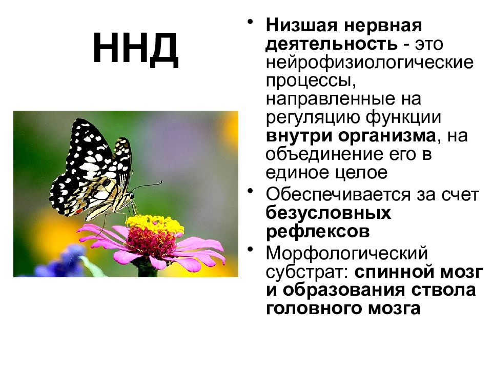 Презентация по биологии 8 класс особенности высшей нервной деятельности