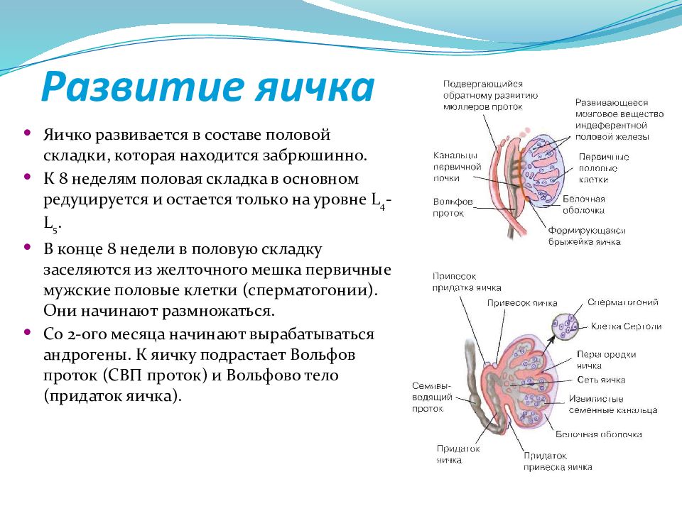 Средний половой орган у мужчин. Развитие яичка. Презентация на тему половая система. Механизм опускания яичка.