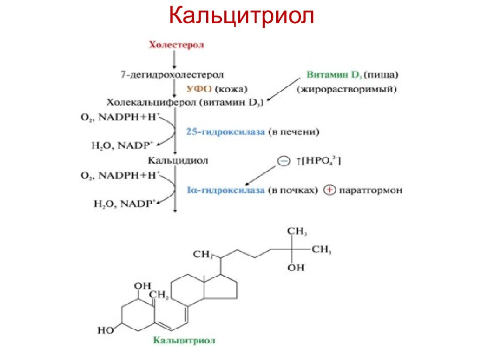 Фосфорно кальциевый обмен биохимия презентация