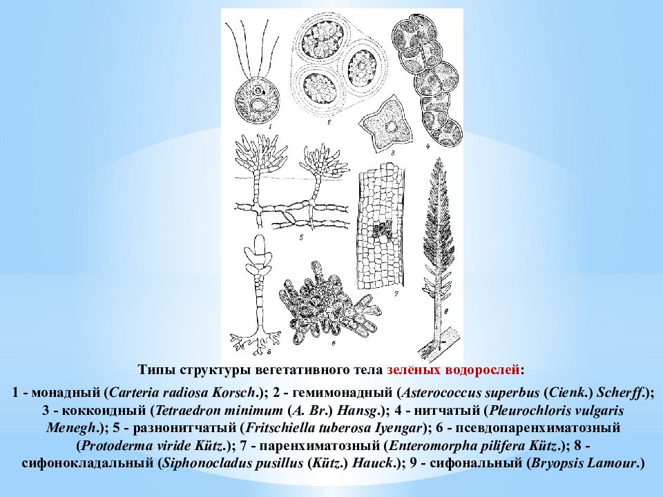 Зеленые водоросли структура таллома. Chlorophyta отдел зелёные водоросли. Коккоидный Тип таллома у сине-зеленых водорослей. Пальмеллоидный Тип таллома.