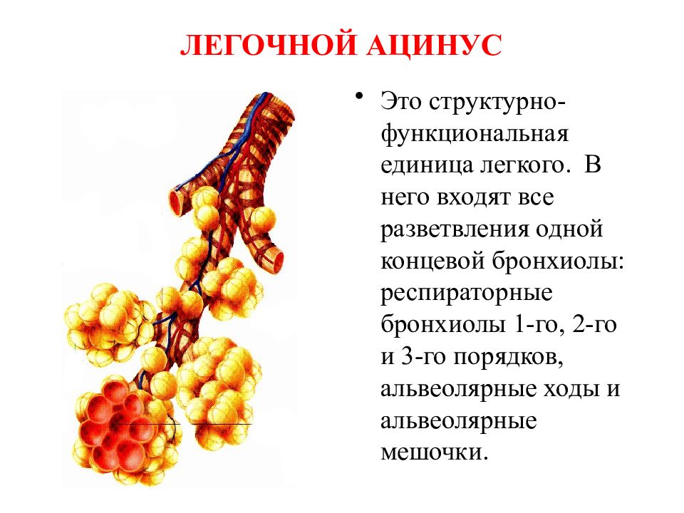 Структурная единица легкого. Структурно функциональная единица легкого ацинус. Строение структурно функциональной единицы легкого. Ацинус легкого строение анатомия. Легкие ацинус альвеолы.