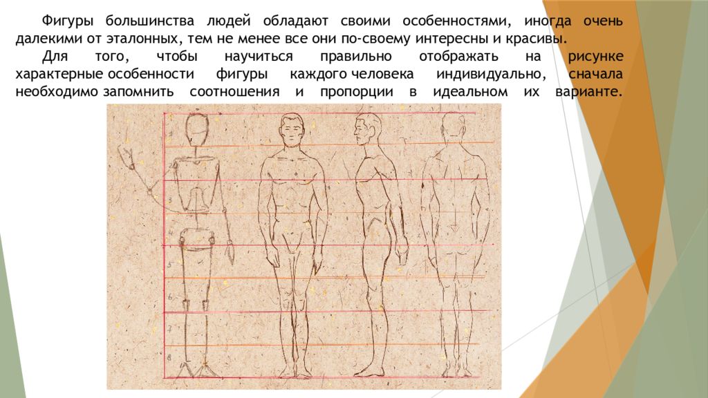 Почему мы видим фигуры человека такими объясните. Интересные пропорции человеческого тела. Пропорции взрослого и ребенка. Особенности пропорций фигуры человека. Вертикальные пропорции фигуры.