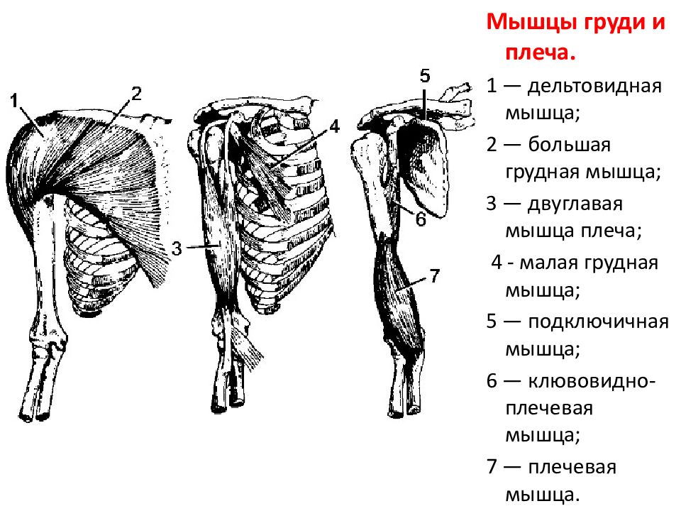 Мышцы плечевого пояса анатомия картинки