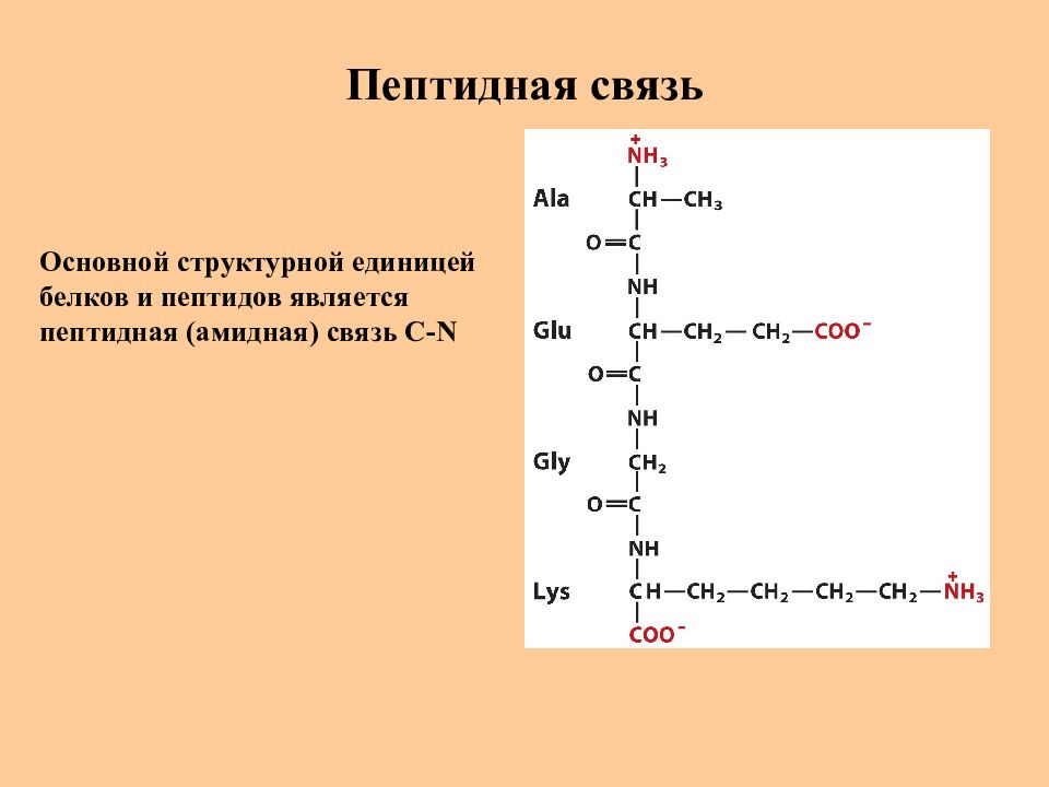 Пептидная связь картинка