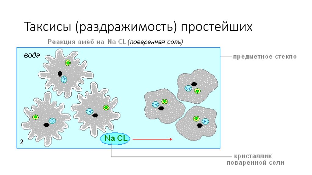 Покажи реакцию. Амеба отрицательный таксис. Раздражимость амебы на соль. Таксис амебы. Реакция амебы на соль.