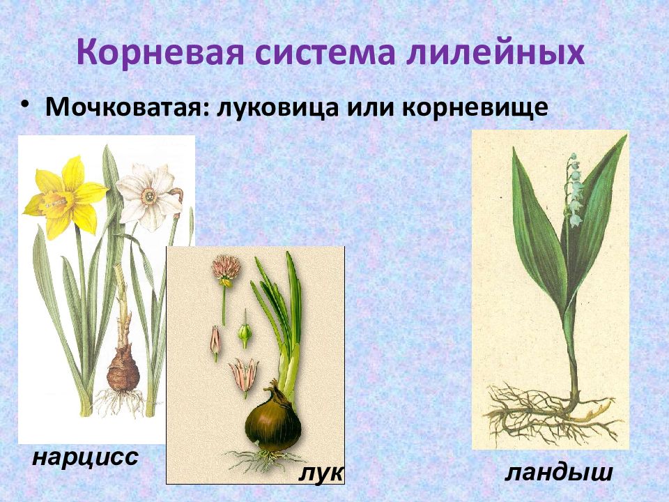 Рисунок лилейных растений