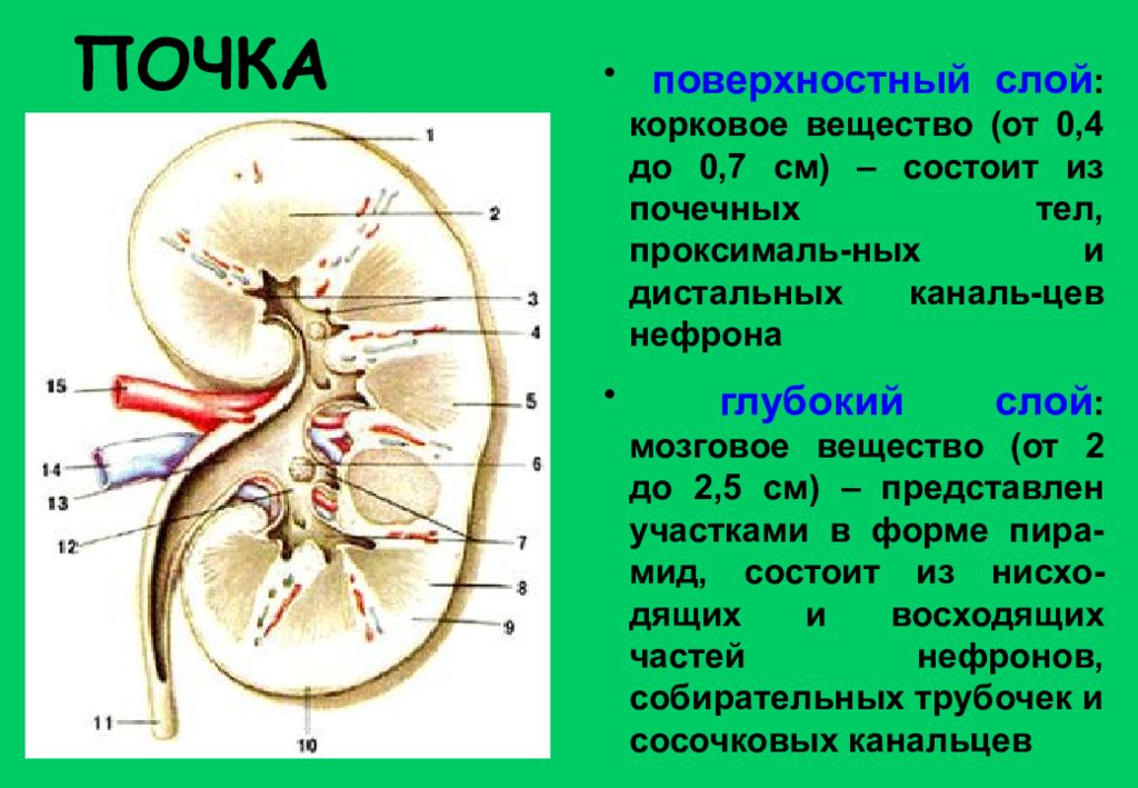 Почках и в головном мозге. Корковое вещество почки анатомия. Зоны коркового вещества почки. Корковое и мозговое вещество почки анатомия. Корковое и мозговое вещество почки функции.