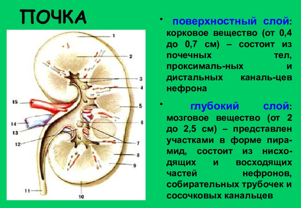 Структуру мозгового вещества почек