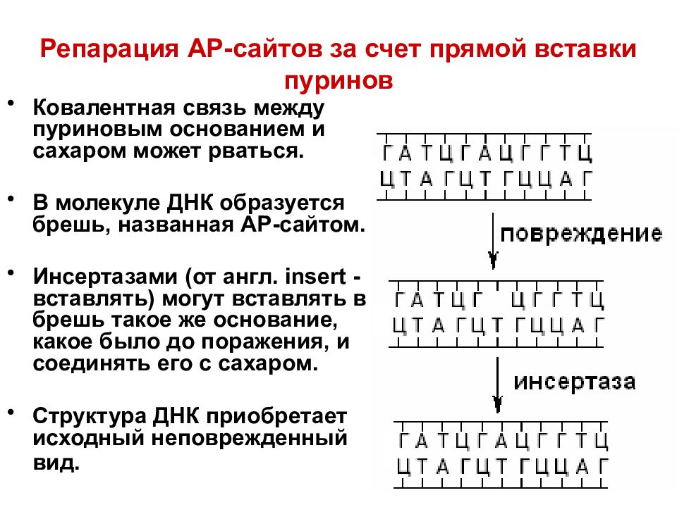 Репарация это. Прямая репарация ДНК схема. Схема прямой репарации ДНК. Процесс репарации ДНК схема. Репарация генетика.