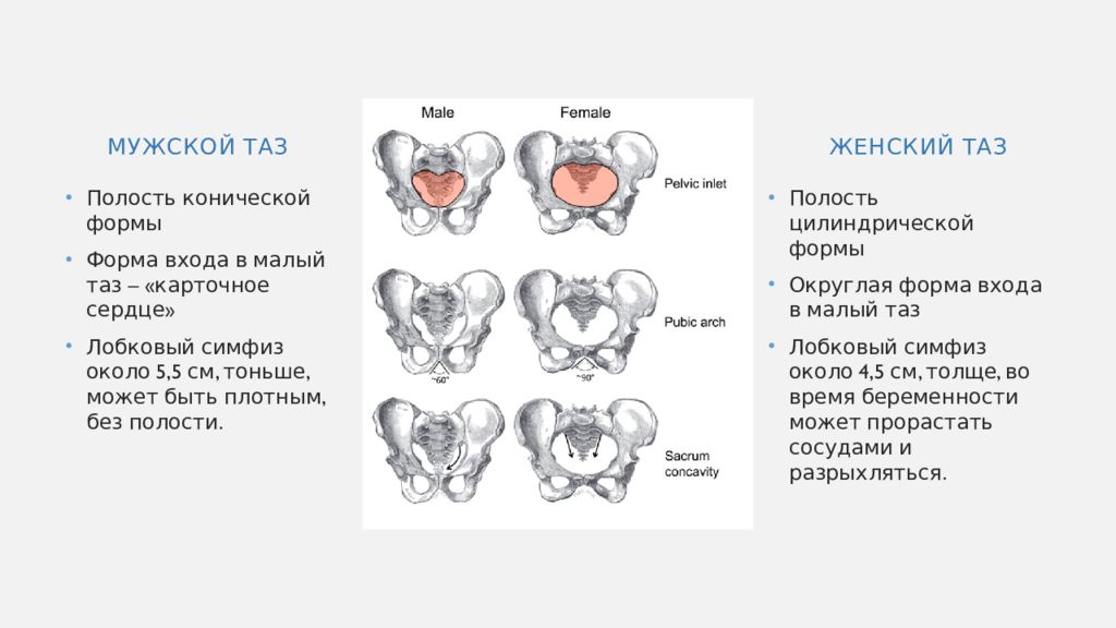 Таз с акушерской точки зрения