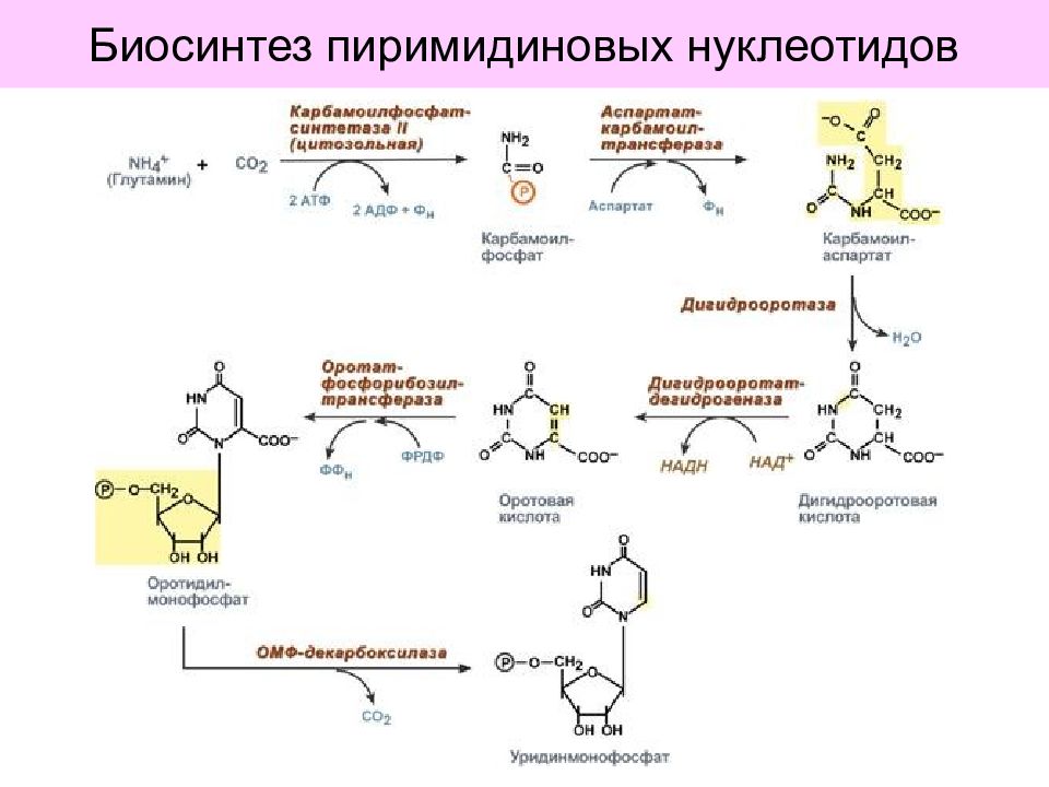 Этапы синтеза нуклеотидов. Распад пиримидиновых нуклеотидов биохимия. Общая схема синтеза и распада пиримидиновых нуклеотидов. Синтез пиримидиновых нуклеотидов. Биосинтез пиримидиновых нуклеотидов биохимия.