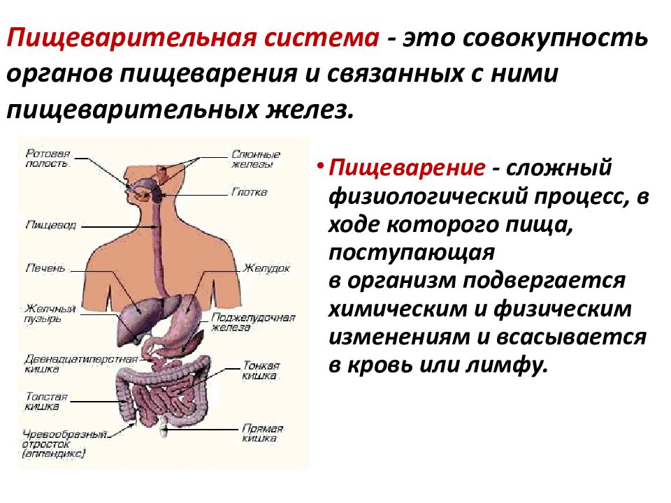 Пищеварительная система рисунок